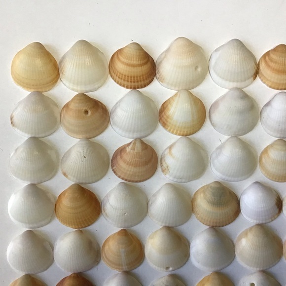 Seashells 100 Bittersweet Clam Shells 1” to 1-1/2” Natural Beach Art Craft Decor - Picture 2 of 6